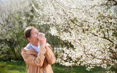 Spring allergies and the immune system